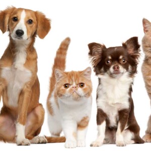 cute cats and dogs